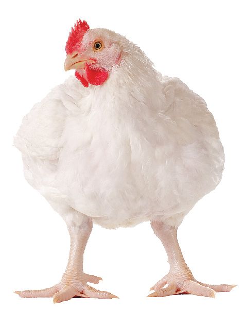 How to Raise Broiler Chickens: A Beginner's Complete Guide